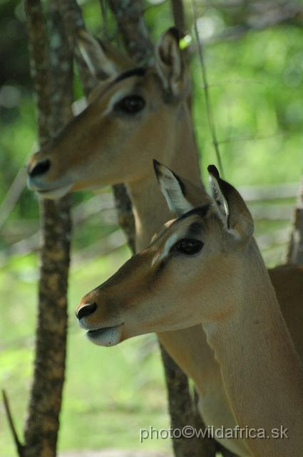 puku rsa 225.jpg - Impala (Aepyceros melampus)